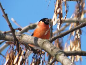 гілка, птах