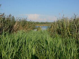 рослини, річка