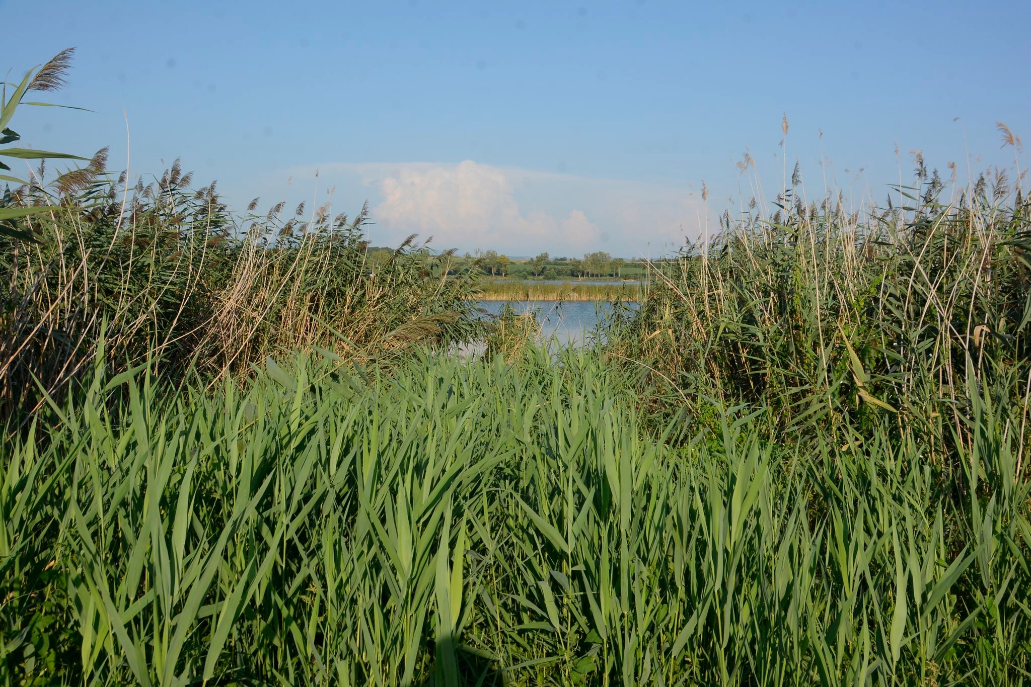 рослини, річка