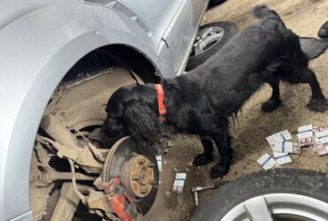 пес, частина автівки