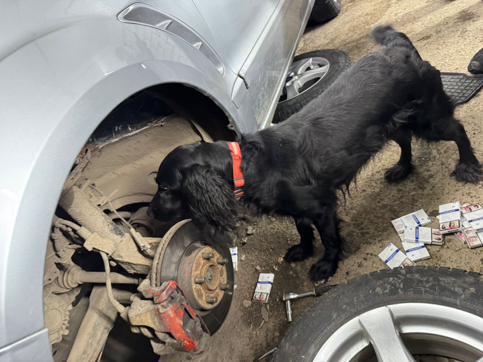 пес, частина автівки