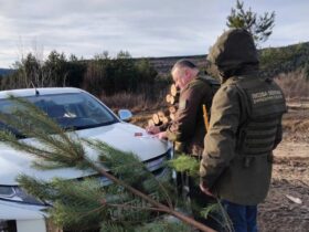 чоловіки, авто, ялинка