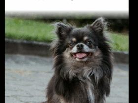 песик, дорога, трава