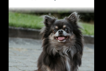 песик, дорога, трава