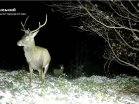 олень. ліс, ніч