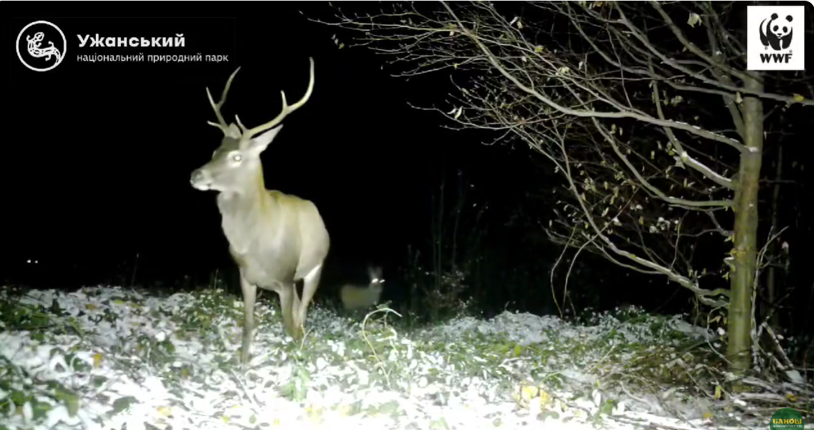 олень. ліс, ніч