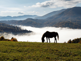 гори, річка, кінь