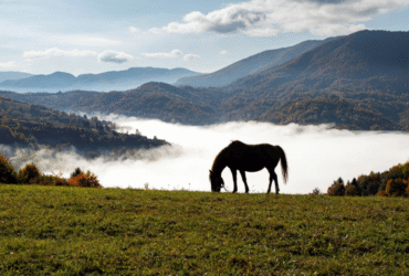 гори, річка, кінь