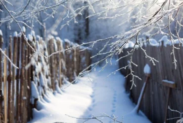 Аномальні морози