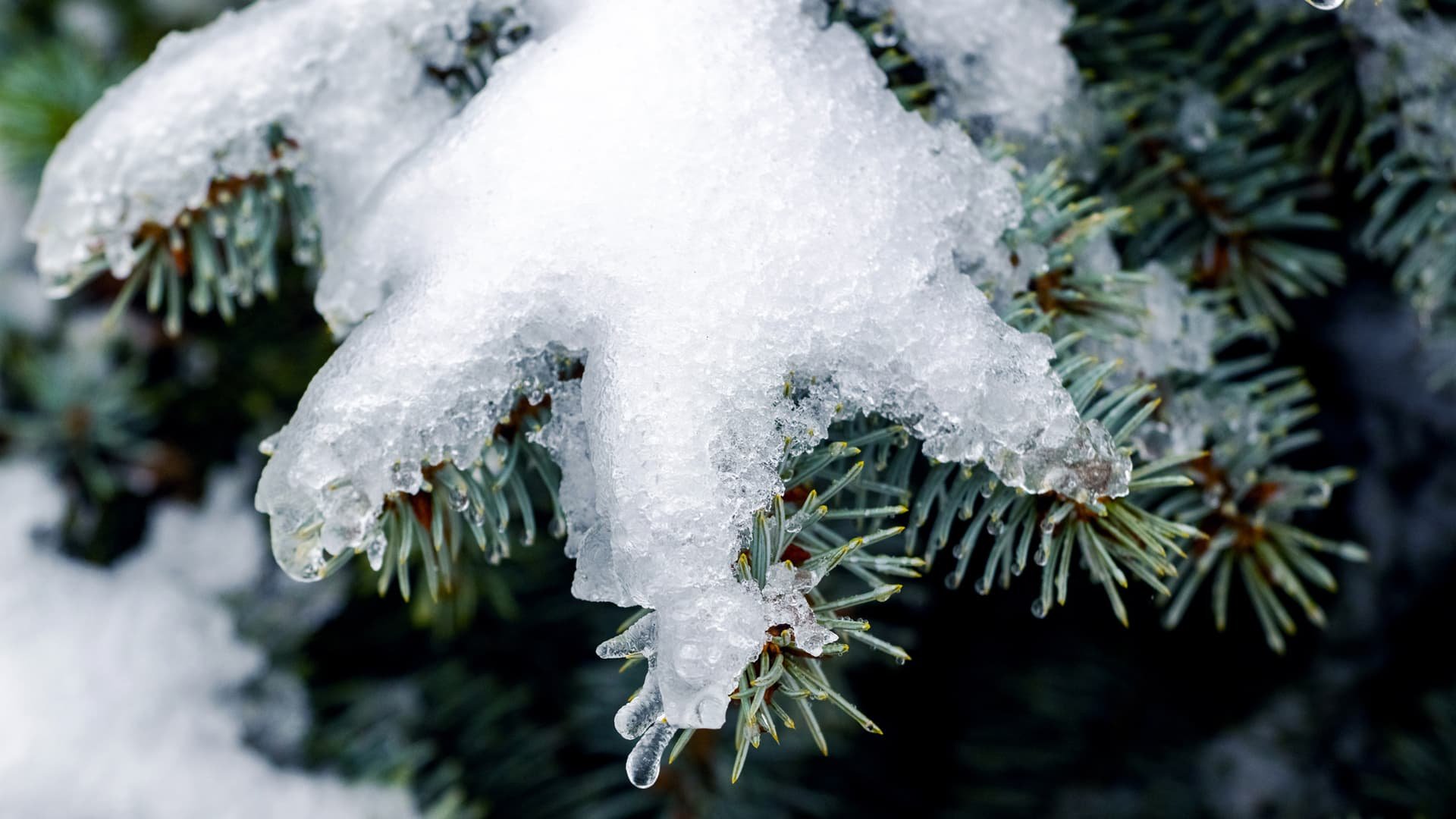 сніг закарпаття