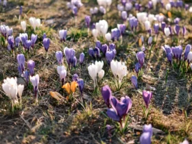 квіти, трава