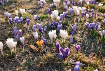 квіти, трава