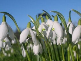 квіти весна погода