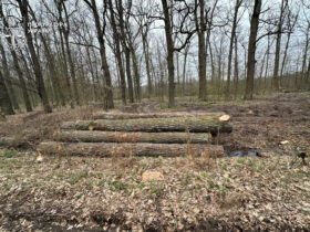 ліс, зрубані дерева