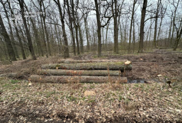 ліс, зрубані дерева