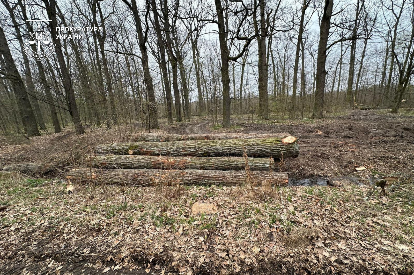 ліс, зрубані дерева