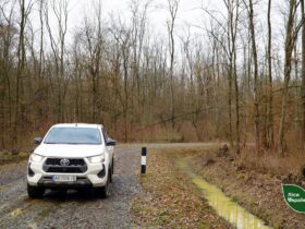 автівка, дорога, ліс