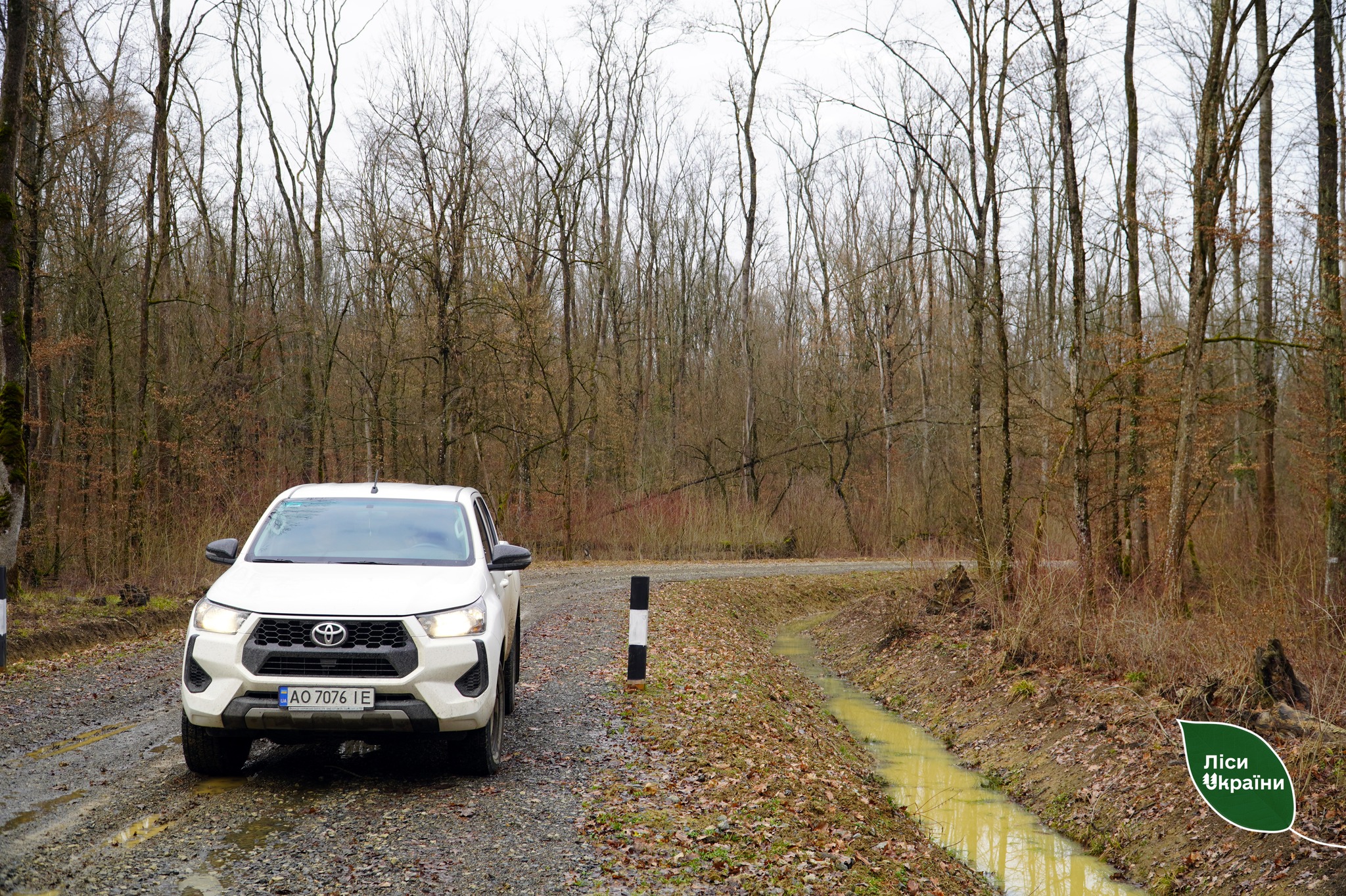 автівка, дорога, ліс