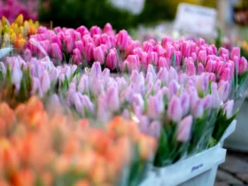 В Ужгороді продаватимуть живі квіти до 8 березня