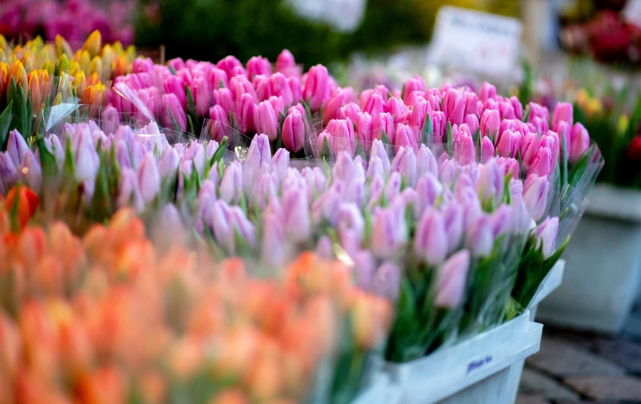 В Ужгороді продаватимуть живі квіти до 8 березня