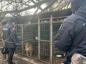 люди, клітка, тварини