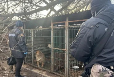 люди, клітка, тварини