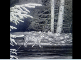 ніч, ліс, рись