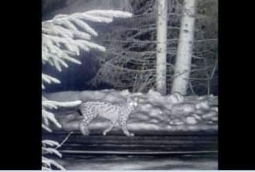 ніч, ліс, рись