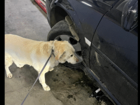 Пес, колесо, автівка