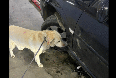 Пес, колесо, автівка