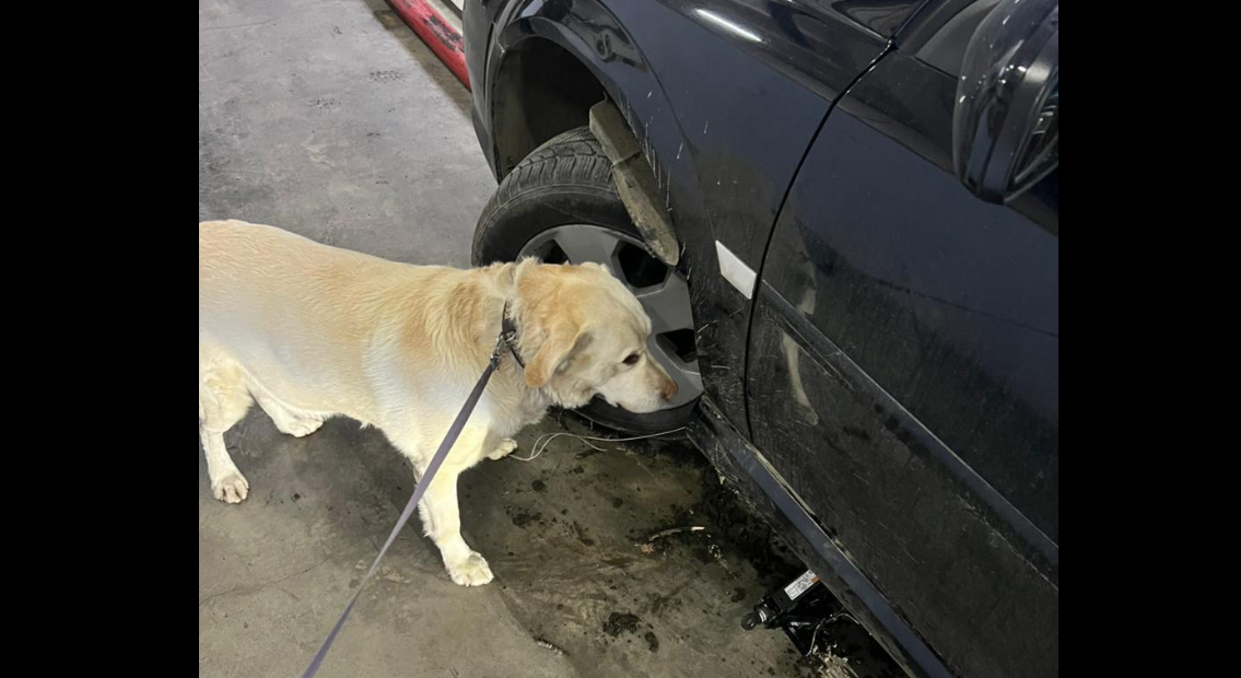 Пес, колесо, автівка
