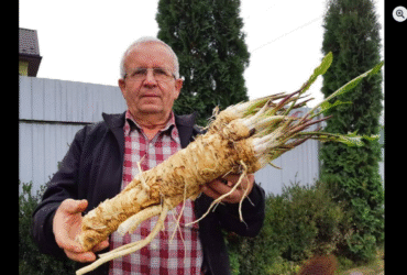 чоловік, корінь, дерева, огород