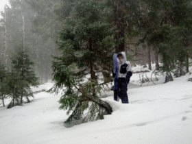 ліс, сніг, людина