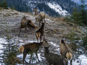 галявина, олені, сніг, ліс