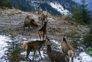 галявина, олені, сніг, ліс