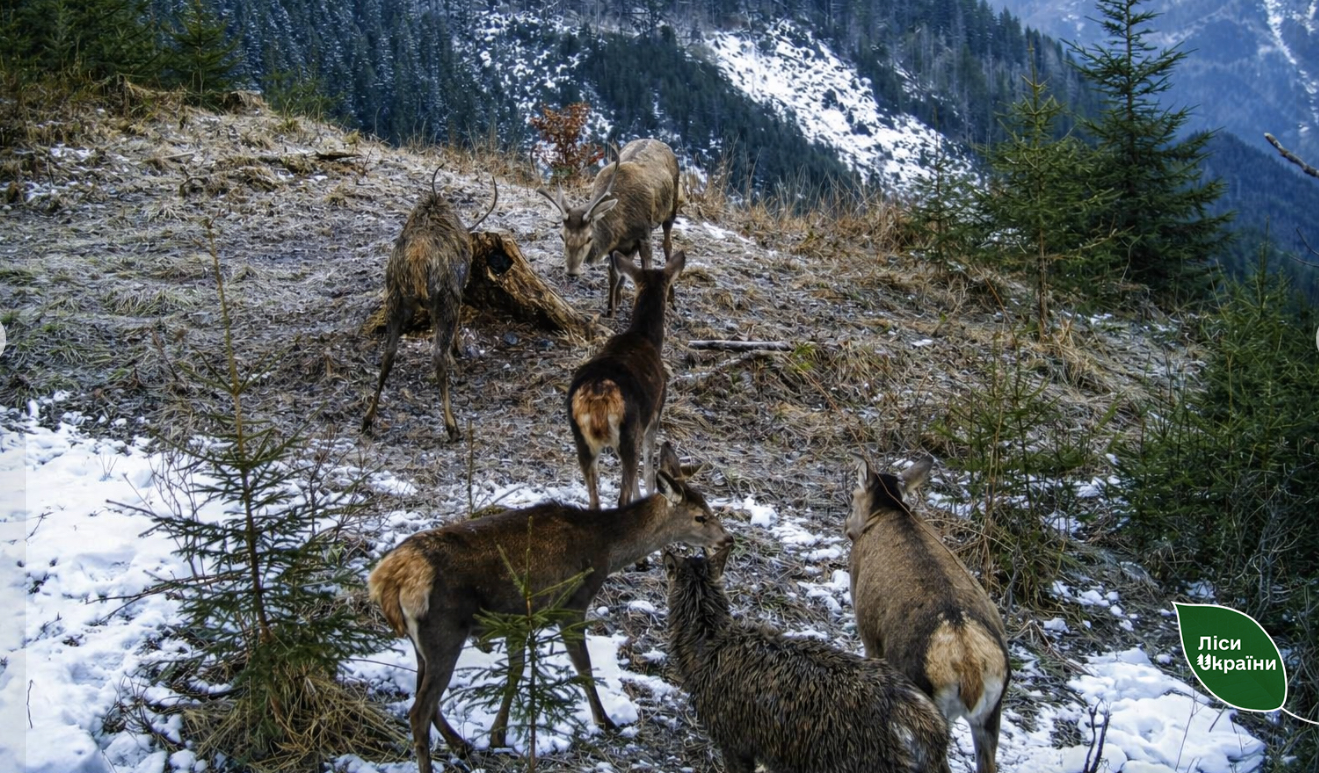 галявина, олені, сніг, ліс