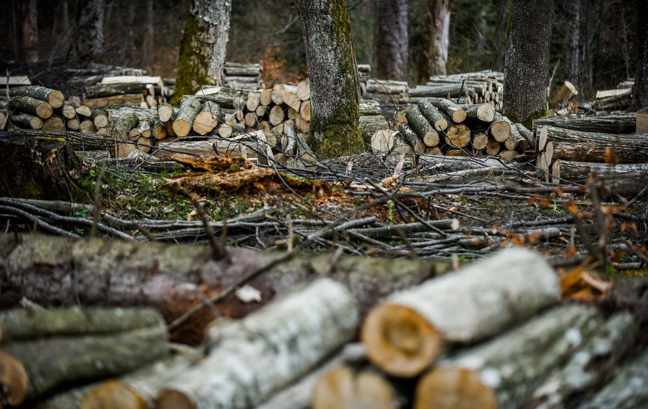 вирубка лісів