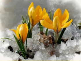 погода на Закарпатті, весна