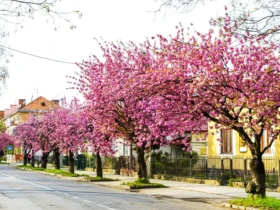 вулиця, дерева, квіти, будинки