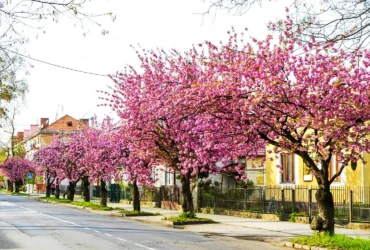 вулиця, дерева, квіти, будинки