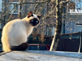 Прогноз погоди на Закарпатті