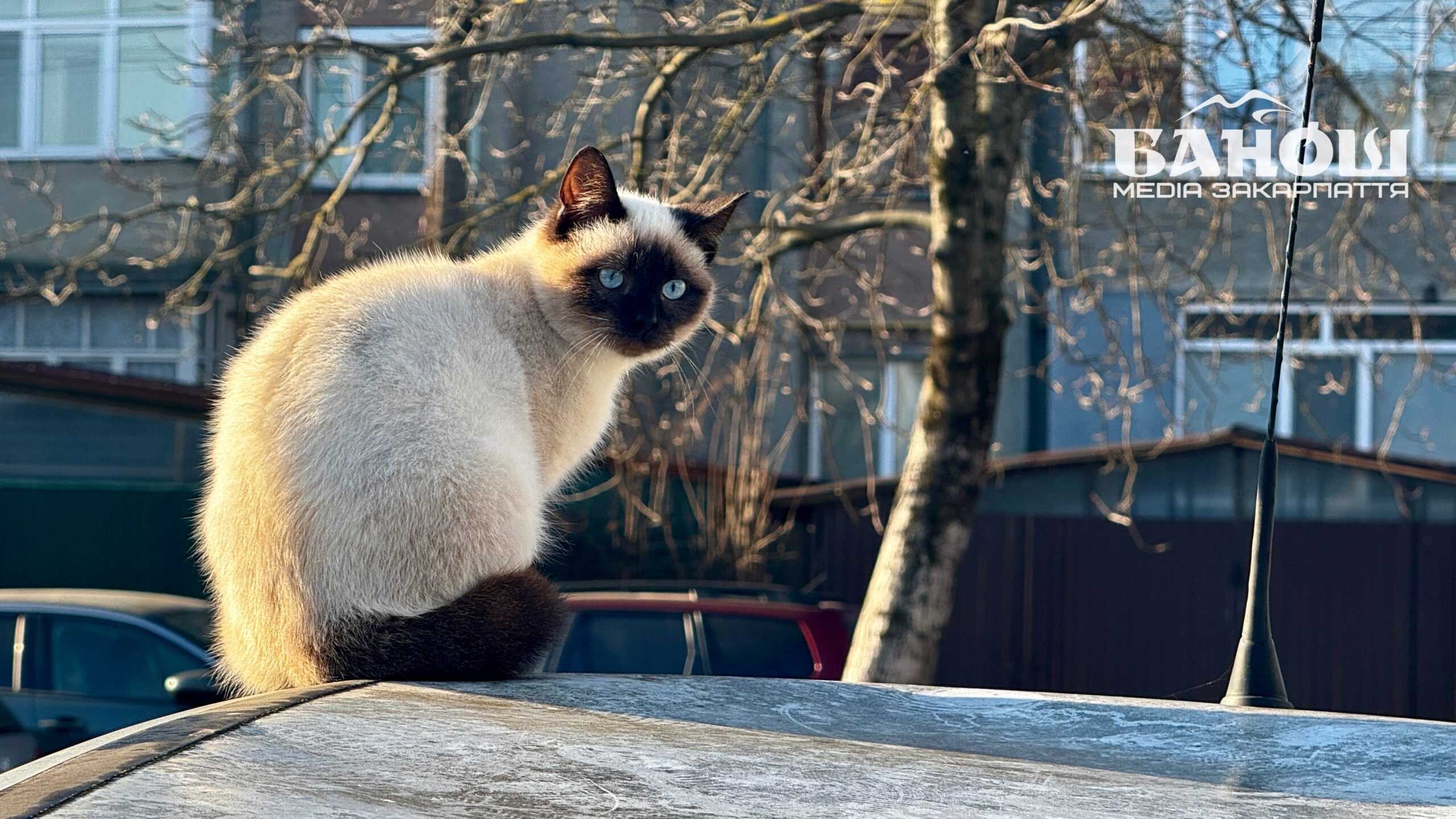Прогноз погоди на Закарпатті