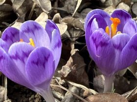 весна закарпаття