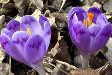 весна закарпаття