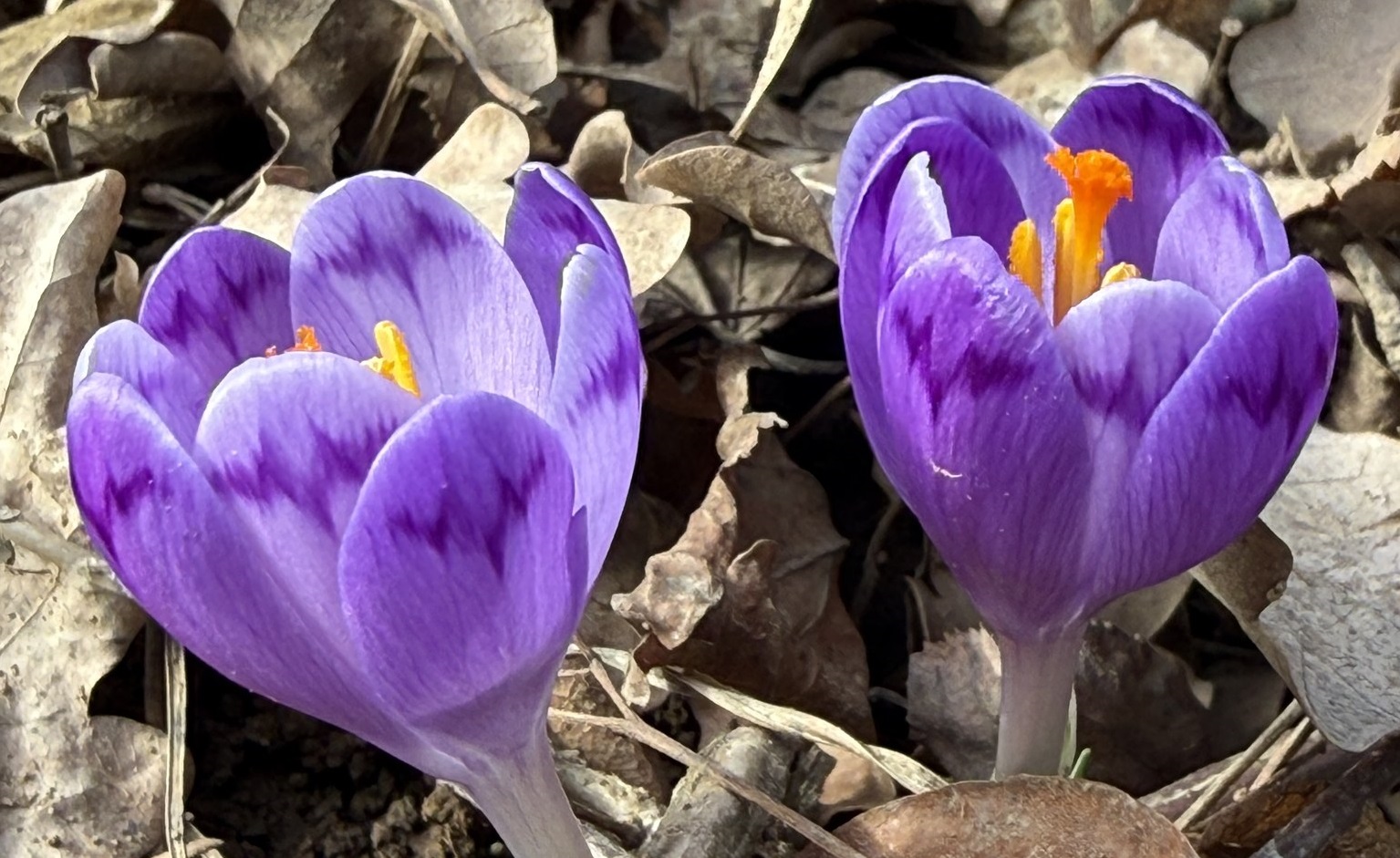 весна закарпаття