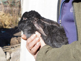 кролик, руки