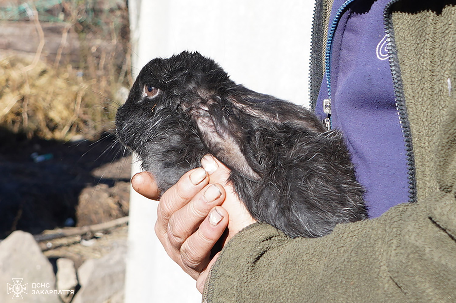 кролик, руки