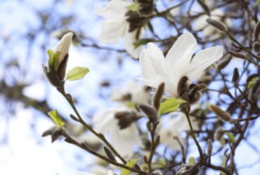 дерево, квіти
