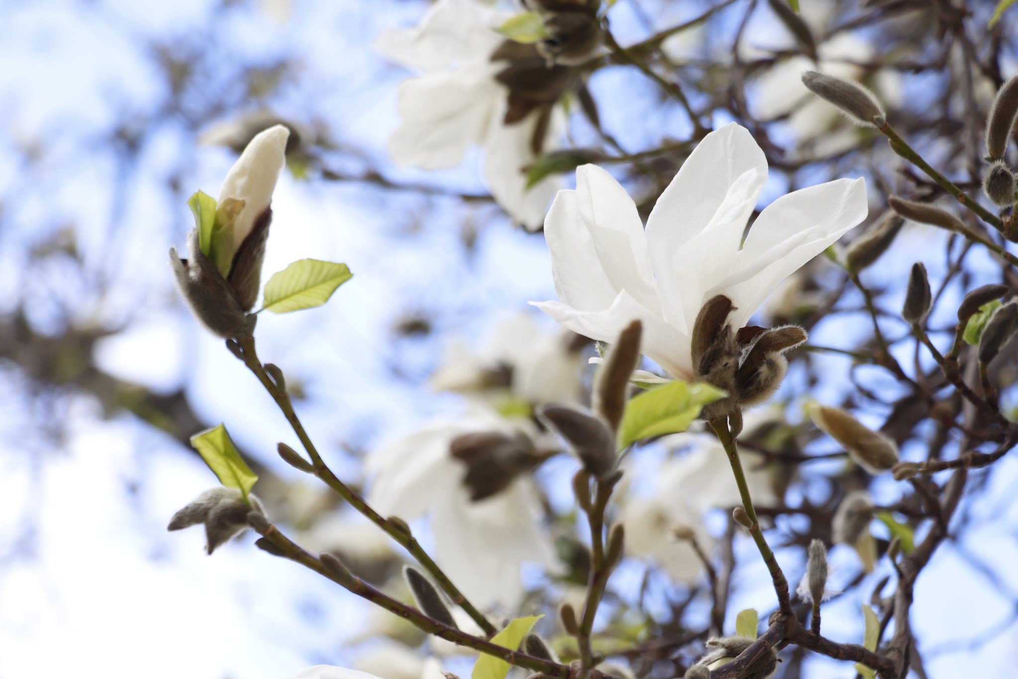 дерево, квіти