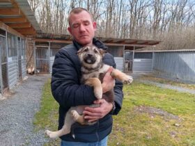 чоловік, пес, вольєри